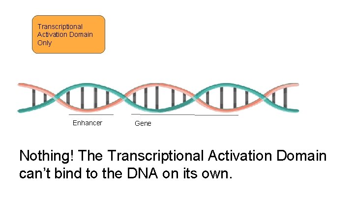 Transcriptional Activation Domain Only Enhancer Gene Nothing! The Transcriptional Activation Domain can’t bind to