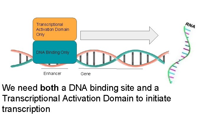 Transcriptional Activation Domain Only DNA Binding Only Enhancer Gene We need both a DNA