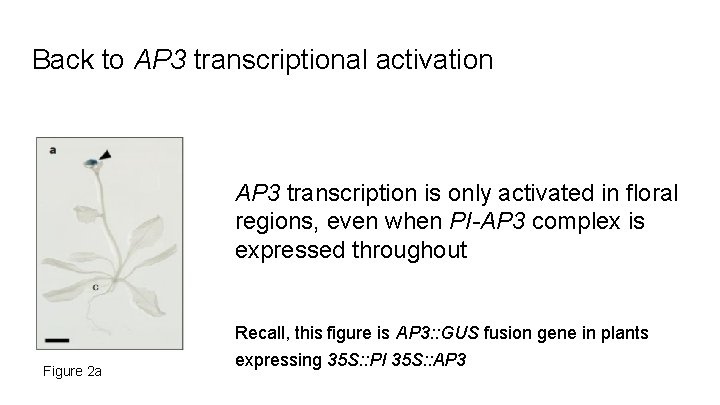 Back to AP 3 transcriptional activation AP 3 transcription is only activated in floral