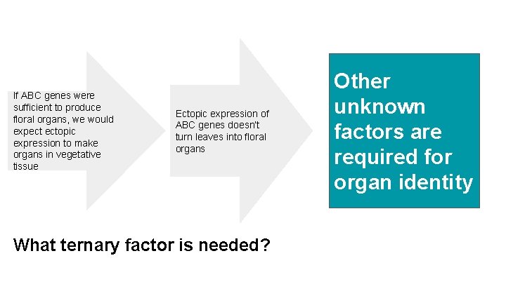 If ABC genes were sufficient to produce floral organs, we would expect ectopic expression