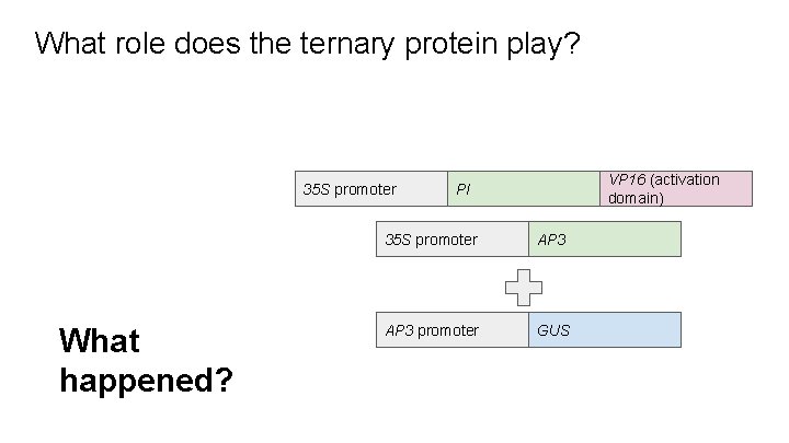 What role does the ternary protein play? 35 S promoter What happened? VP 16