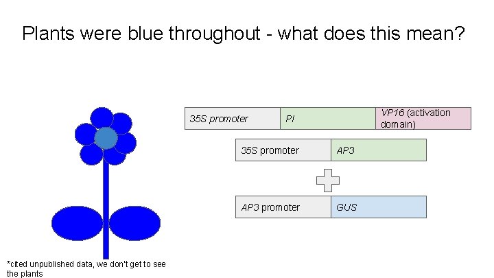 Plants were blue throughout - what does this mean? 35 S promoter *cited unpublished