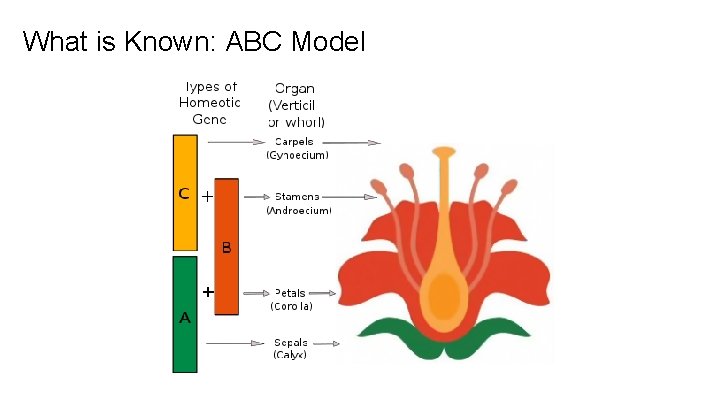 What is Known: ABC Model 