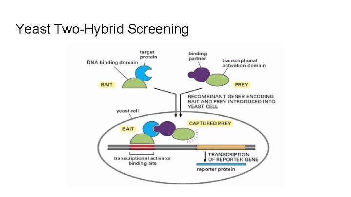 Yeast Two-Hybrid Screening 