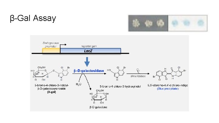 β-Gal Assay 