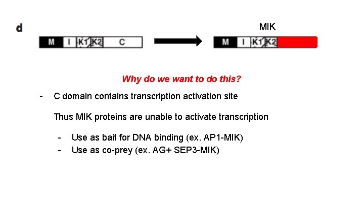 MIK Why do we want to do this? - C domain contains transcription activation