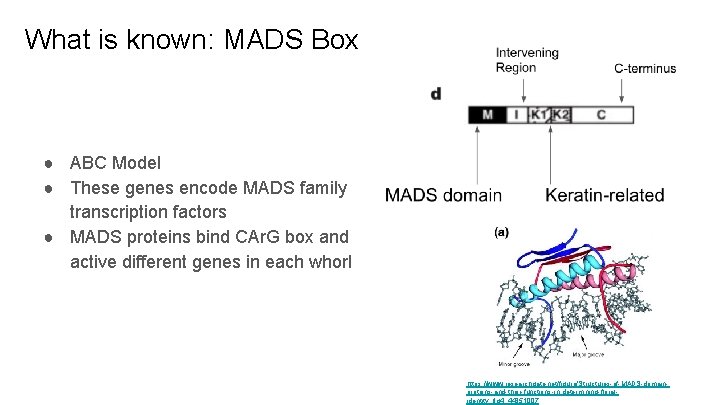 What is known: MADS Box ● ABC Model ● These genes encode MADS family