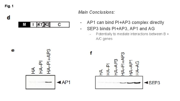 Fig. 1 Main Conclusions: - AP 1 can bind PI+AP 3 complex directly SEP