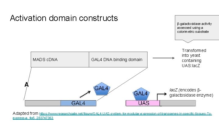 Activation domain constructs MADS c. DNA GAL 4 DNA binding domain β-galactosidase activity assessed