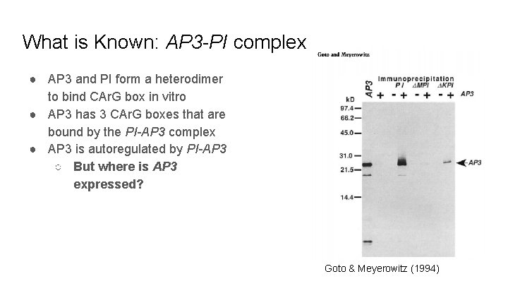 What is Known: AP 3 -PI complex ● AP 3 and PI form a