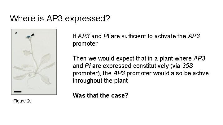 Where is AP 3 expressed? If AP 3 and PI are sufficient to activate