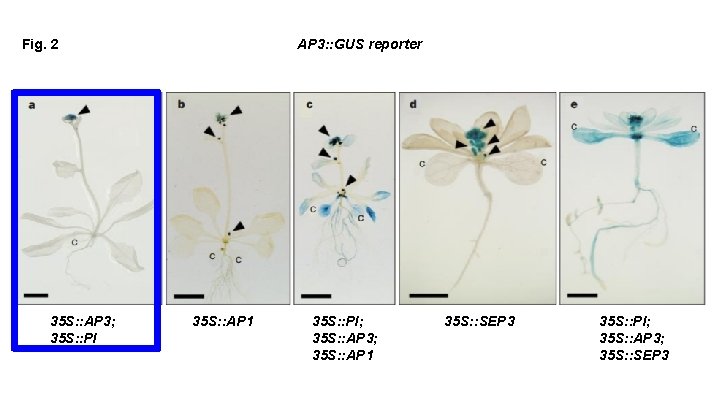 Fig. 2 35 S: : AP 3; 35 S: : PI AP 3: :