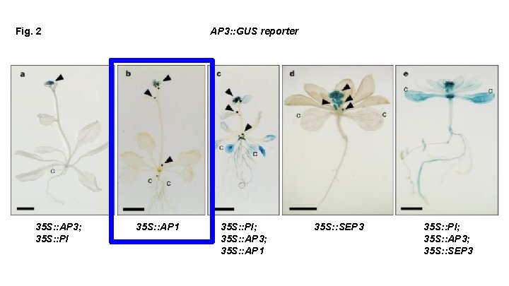 Fig. 2 35 S: : AP 3; 35 S: : PI AP 3: :