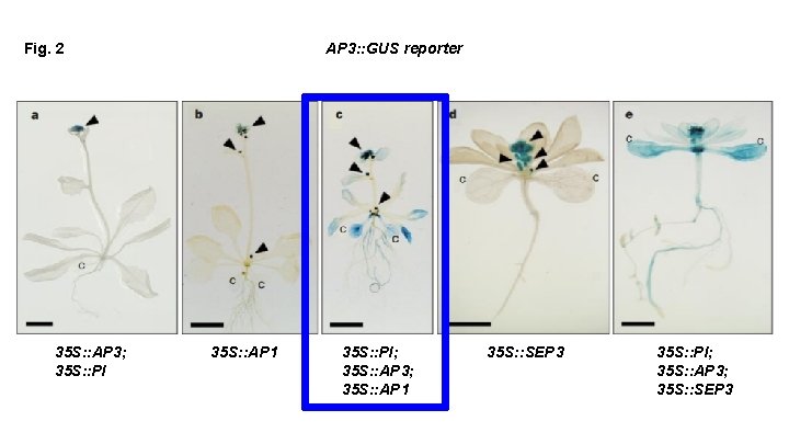 Fig. 2 35 S: : AP 3; 35 S: : PI AP 3: :