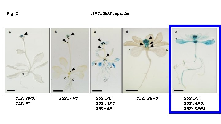 Fig. 2 35 S: : AP 3; 35 S: : PI AP 3: :