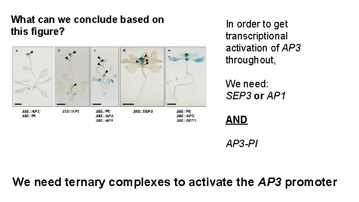 What can we conclude based on this figure? In order to get transcriptional activation