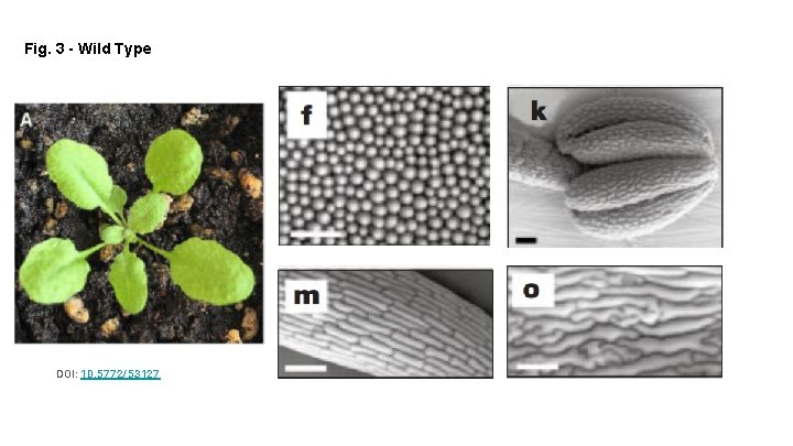 Fig. 3 - Wild Type DOI: 10. 5772/53127 