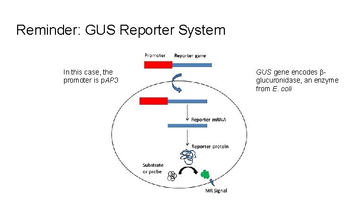Reminder: GUS Reporter System In this case, the promoter is p. AP 3 GUS
