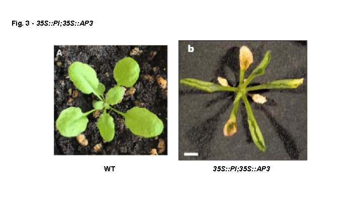 Fig. 3 - 35 S: : PI; 35 S: : AP 3 WT 35