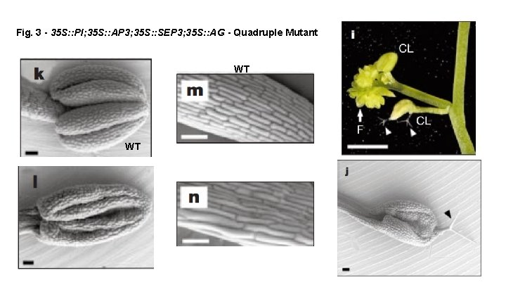 Fig. 3 - 35 S: : PI; 35 S: : AP 3; 35 S: