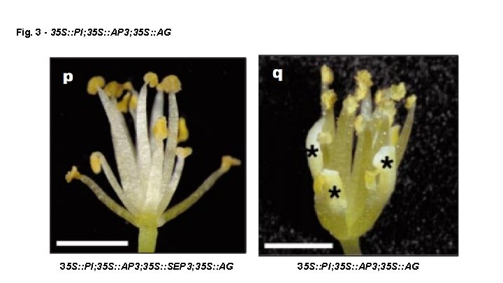 Fig. 3 - 35 S: : PI; 35 S: : AP 3; 35 S: