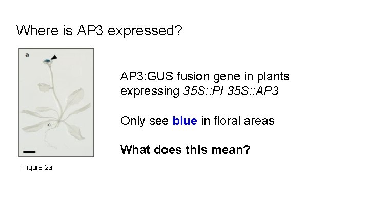 Where is AP 3 expressed? AP 3: GUS fusion gene in plants expressing 35