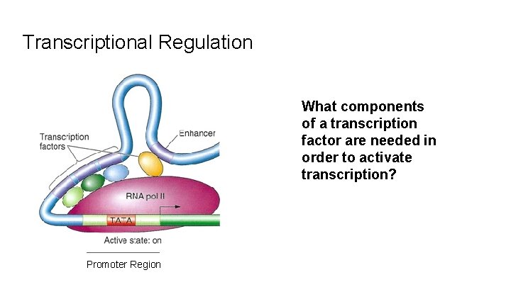 Transcriptional Regulation What components of a transcription factor are needed in order to activate