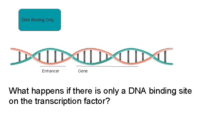 DNA Binding Only Enhancer Gene What happens if there is only a DNA binding