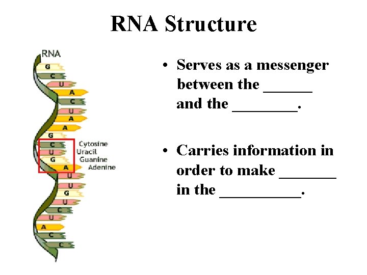 RNA Structure • Serves as a messenger between the ______ and the ____. •