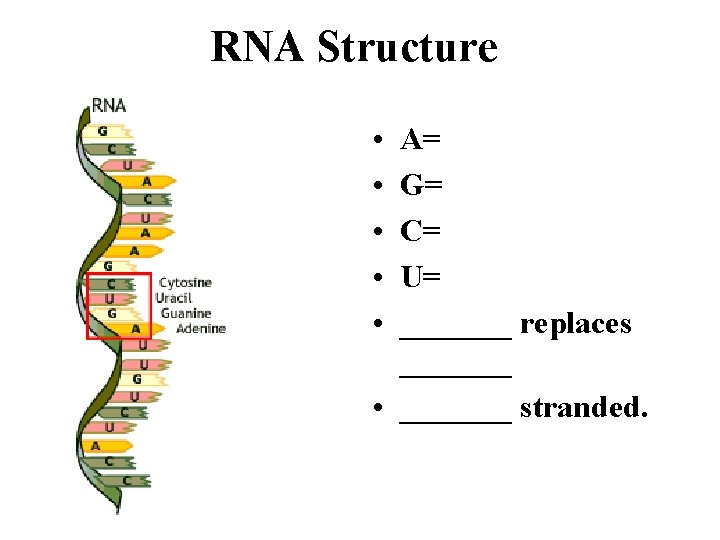 RNA Structure • • • A= G= C= U= _______ replaces _______ • _______
