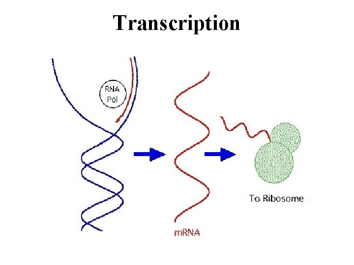 Transcription 
