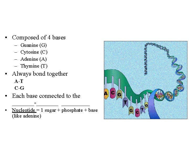  • Composed of 4 bases – – Guanine (G) Cytosine (C) Adenine (A)