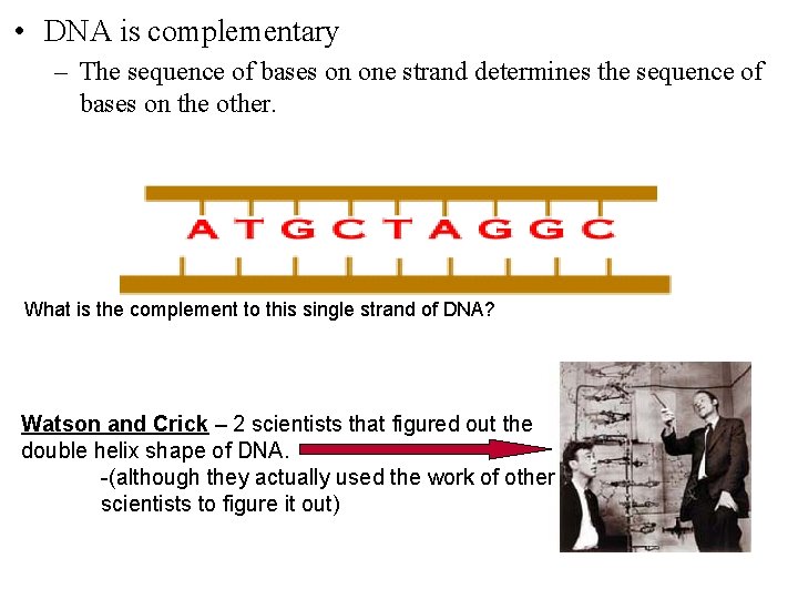  • DNA is complementary – The sequence of bases on one strand determines