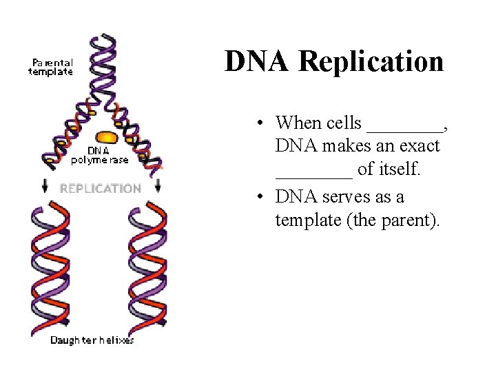 DNA Replication • When cells ____, DNA makes an exact ____ of itself. •