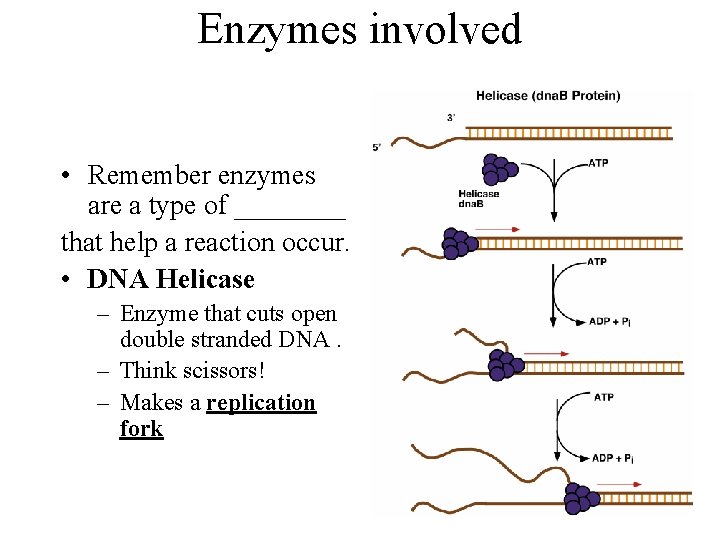 Enzymes involved • Remember enzymes are a type of ____ that help a reaction