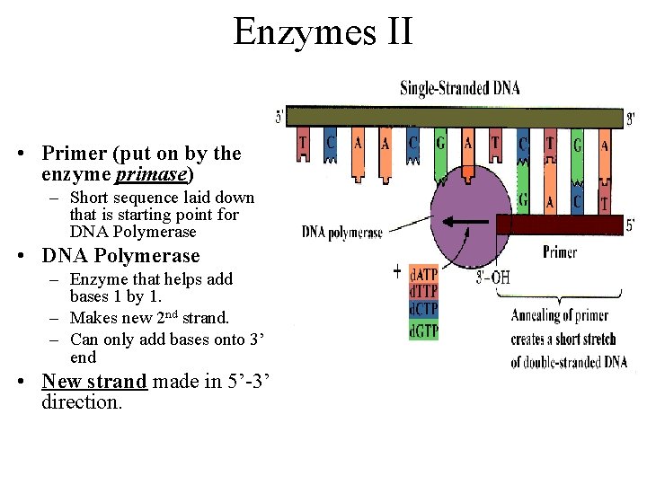 Enzymes II • Primer (put on by the enzyme primase) – Short sequence laid