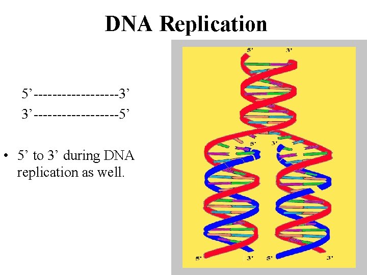 DNA Replication 5’---------3’ 3’---------5’ • 5’ to 3’ during DNA replication as well. 