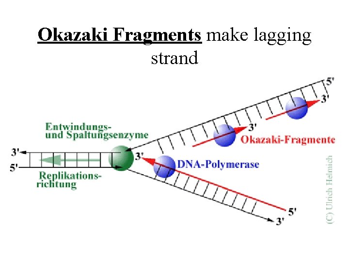 Okazaki Fragments make lagging strand 