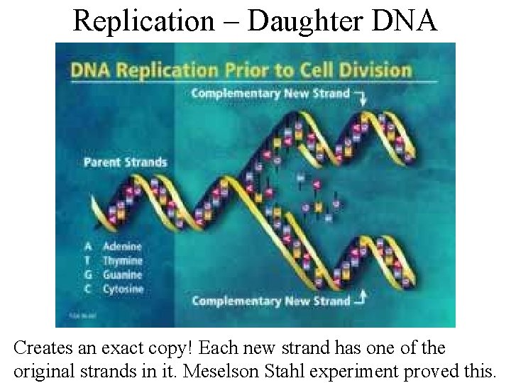 Replication – Daughter DNA Creates an exact copy! Each new strand has one of