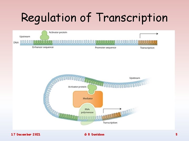 Regulation of Transcription 17 December 2021 G R Davidson 5 