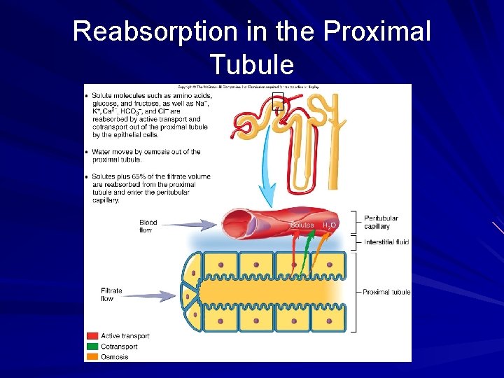Reabsorption in the Proximal Tubule 