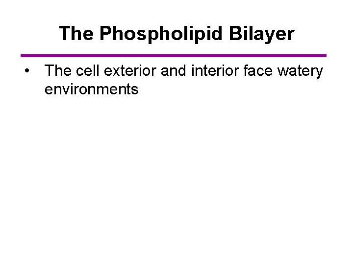 The Phospholipid Bilayer • The cell exterior and interior face watery environments 