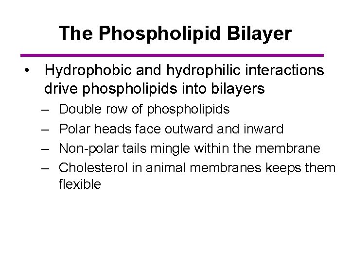 The Phospholipid Bilayer • Hydrophobic and hydrophilic interactions drive phospholipids into bilayers – –
