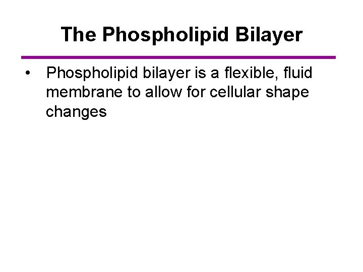 The Phospholipid Bilayer • Phospholipid bilayer is a flexible, fluid membrane to allow for