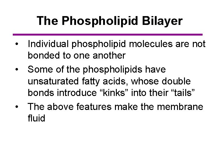 The Phospholipid Bilayer • Individual phospholipid molecules are not bonded to one another •