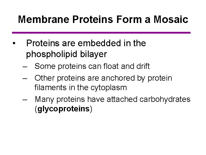 Membrane Proteins Form a Mosaic • Proteins are embedded in the phospholipid bilayer –