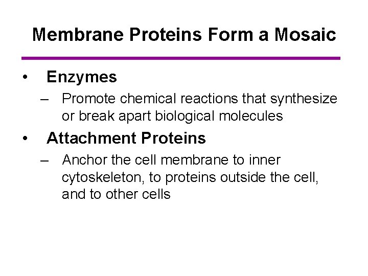Membrane Proteins Form a Mosaic • Enzymes – Promote chemical reactions that synthesize or