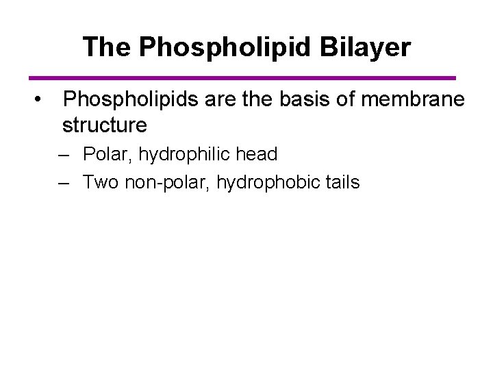 The Phospholipid Bilayer • Phospholipids are the basis of membrane structure – Polar, hydrophilic