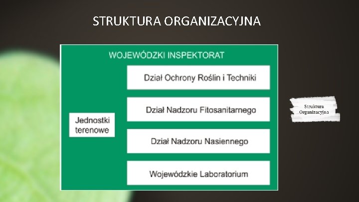 STRUKTURA ORGANIZACYJNA 