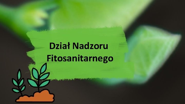 Dział Nadzoru Fitosanitarnego 